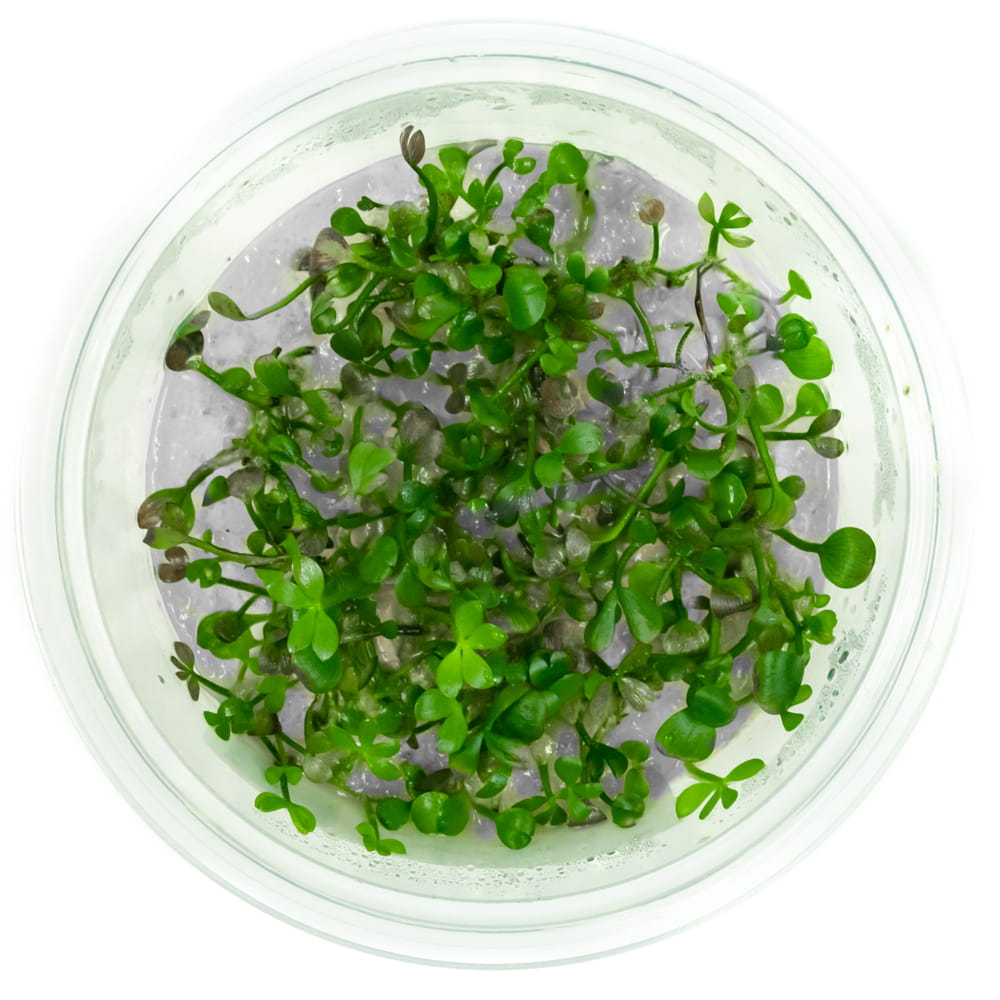 Marsilea Crenata in vitro kubek 10 cm